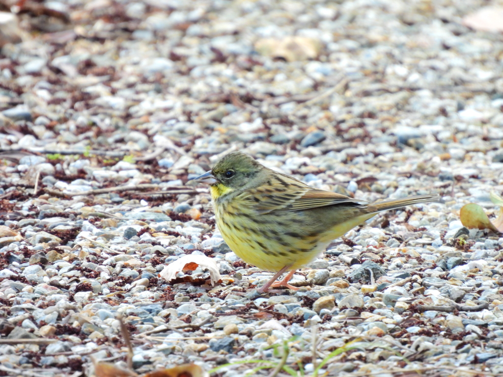 探鳥の努力 52　アオジ