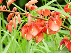 野鳥の森にてデイゴの花が咲き