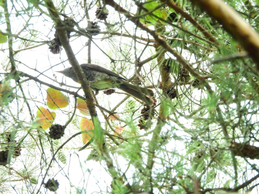 探鳥の努力