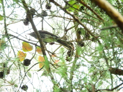 探鳥の努力