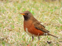 アカハラ