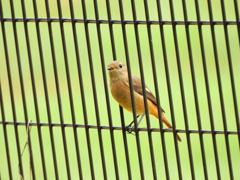 探鳥の努力　30