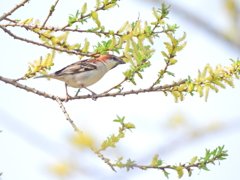 探鳥の努力 63　ニュウナイスズメ 雄