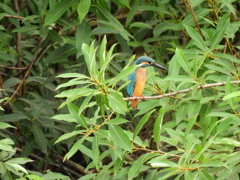 探鳥の努力　６