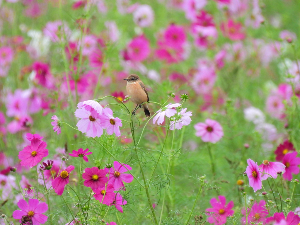観賞耐久試験 ①