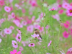 観賞耐久試験 ②