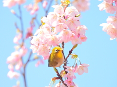 春の桜