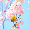 春の桜
