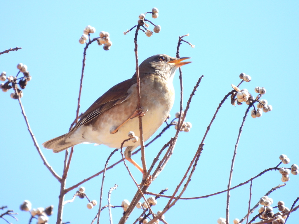 探鳥の努力55　シロハラ