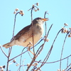 探鳥の努力55　シロハラ