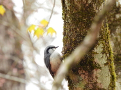 幹を奔るゴジュウカラ