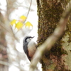 幹を奔るゴジュウカラ