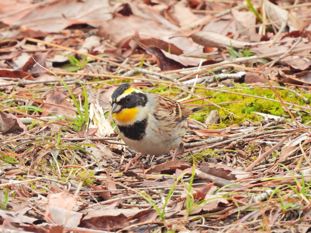 探鳥の努力 62