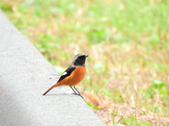 探鳥の努力　29