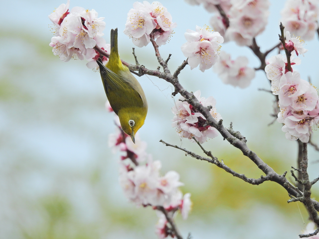 桜とメジロ