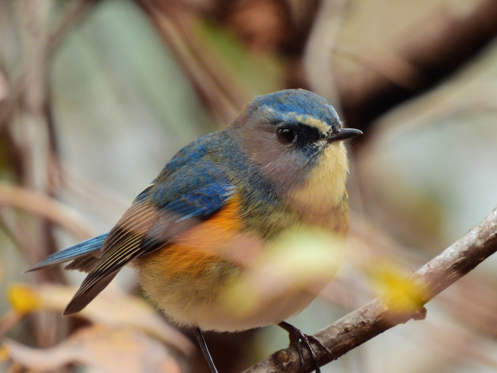 探鳥の努力48　ルリビタキ