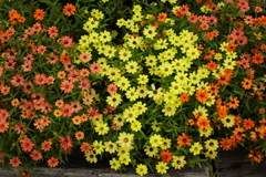 秋の花壇