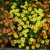 秋の花壇
