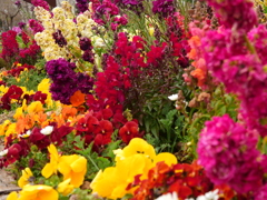 あの花の名前を僕達はまだ知らない Ⅴ