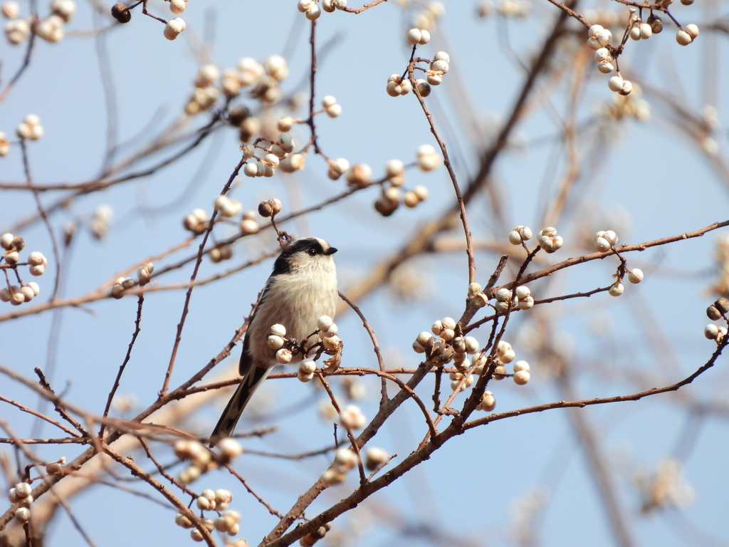 探鳥の努力49　う～ん･････