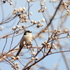 探鳥の努力49　う～ん･････