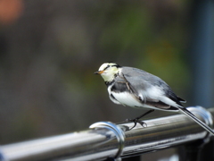 探鳥の努力 25