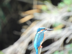 探鳥の努力　20