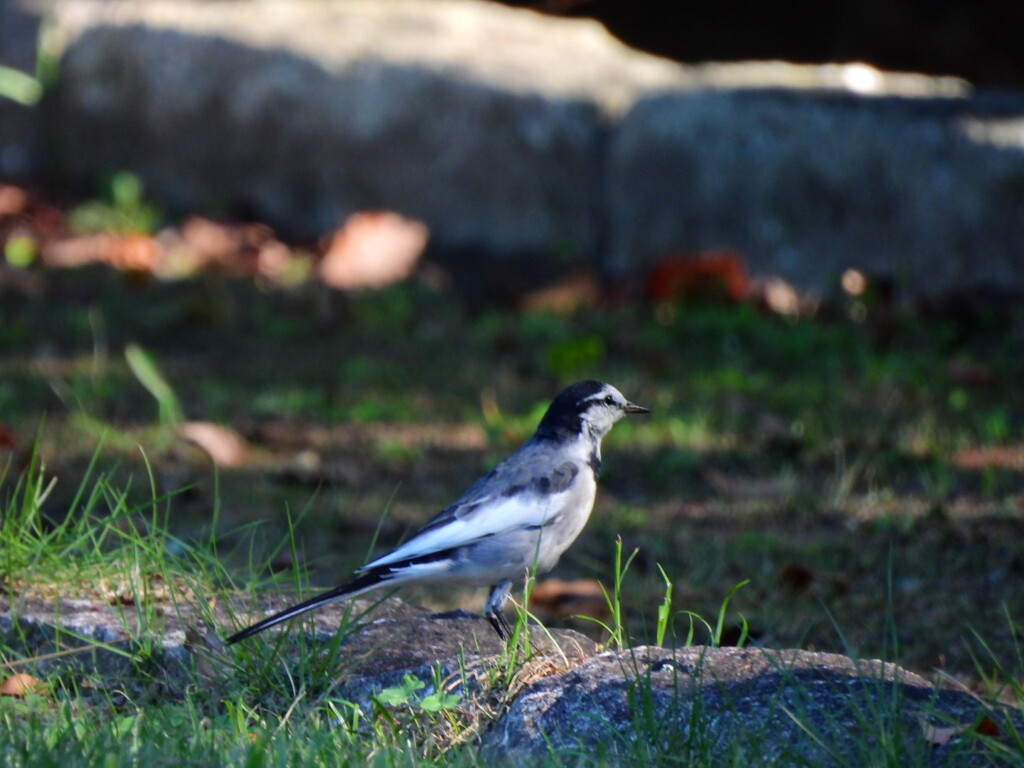 探鳥の努力　14