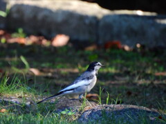 探鳥の努力　14