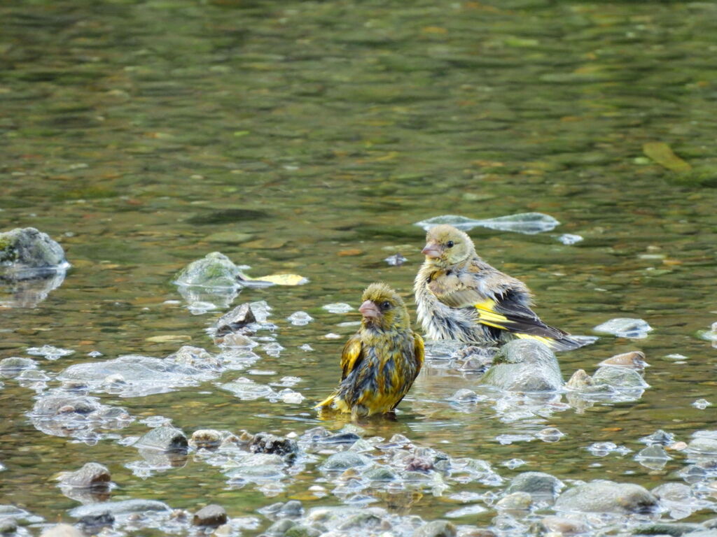 探鳥の努力　14
