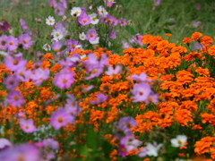 季節の花