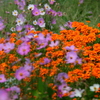 季節の花