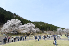 道の駅巡りの途中に見つけたデカい桜