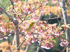 あの花の名前を僕達はまだ知らない Ⅶ