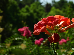 花のある日常
