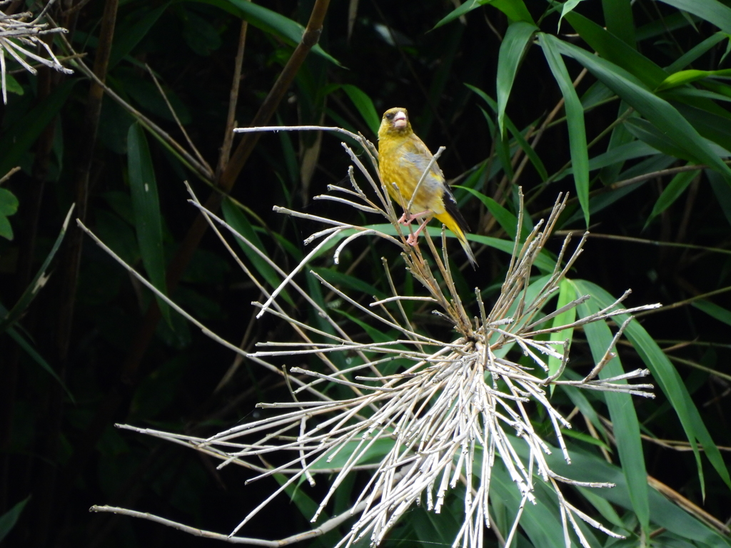 探鳥の努力　4