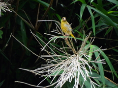 探鳥の努力　4