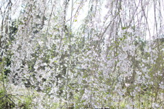 桜のカーテン