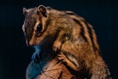 シマリス