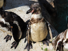 ペンギン