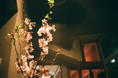 夜桜