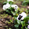 白紫の花