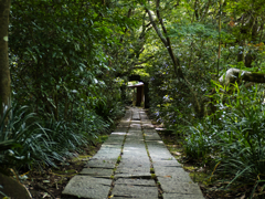 緑の中の小道