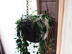 吊り下げられた植物