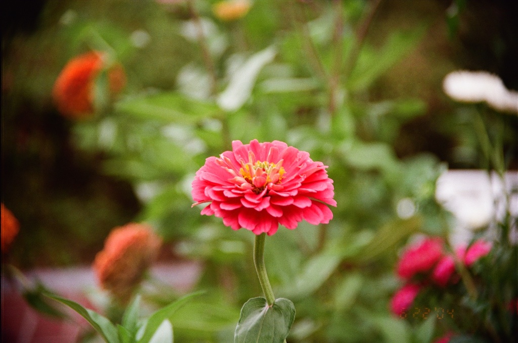 花