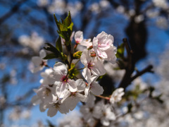 桜1