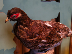 鳥のはく製