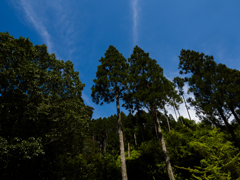 山林と空