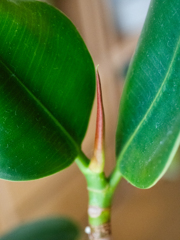 観葉植物の芽