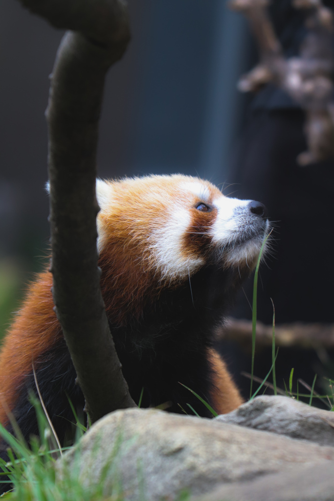 レッサーパンダ
